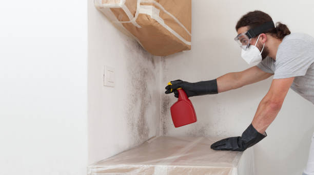 Professional Basement Mold Remediation technician working in Lake Bluff, IL