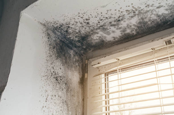 Affordable Basement Mold Remediation solutions in Lake Bluff, IL