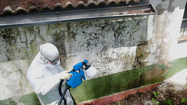Top rated local Basement Mold Remediation specialists in Lake Bluff, IL